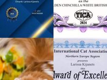 Ainuke EESTIS  Briti kassipoeg  GOLDEN/WHITE