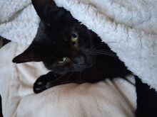 Котёнок Тыммик