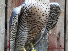 Saker x Peregrine Falcons for sale