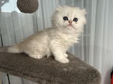 Британские длинношёрстные и короткошёрстные котята