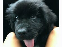 Newfoundlandi kutsikad