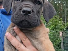 Cane Corso kutsikad