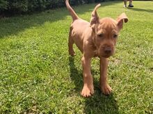 ungari vizsla