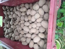 Семенной картофель