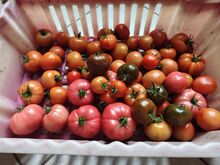 Tomatite ja kurkide müük.