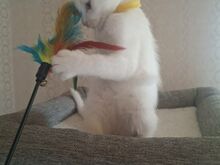 Kassipoiss Magnus