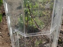 Terraarium, PLEKSIKLAASIST UKSEGA KUPPEL
