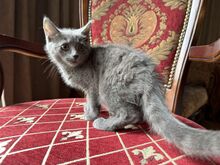 Британские котята