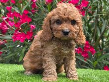Cavapoo kutsikad