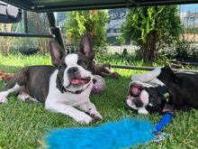 Kennel müüb Bostoni terjeri kutsikaid.