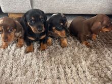 Miniature dachshund puppies