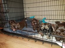 Shih Tzu kutsikad