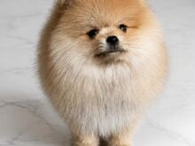Pomeranian Spits