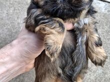 Ideaalsed Shih Tzu kutsikad