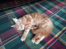 Maine Coon  kassipoeg