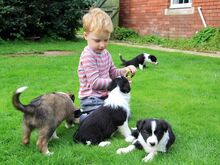 Bordercollie kutsikad