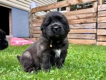 LEONBERGER