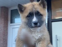 Akita