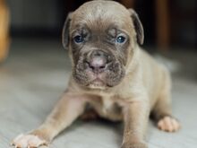 Cane Corso kutsikad