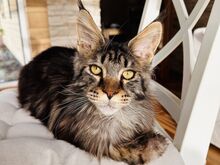 Maine Coon tõugu emased kassipojad