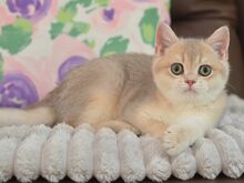 Британский короткошёрстный котёнок