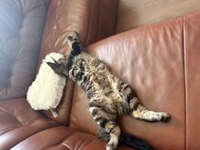 Maine Coon kassipoeg