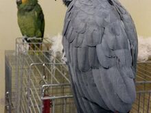 Buy Jess African Grey Parrot
