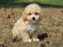Maltipoo emane kutsikas