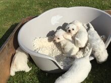 Bichon Frise kutsikad