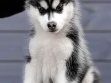 Siberi Husky poiss