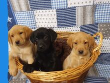 Labradori retriiveri kutsikad.