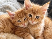 Müüa Maine Coon tõugu kassipojad