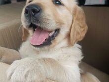 Beautiful golden retriever puppies now available