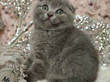 Blue Scottish fold kittens