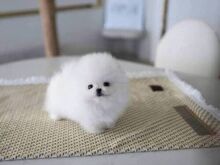 Imelised valged pomeranlase kutsikad