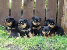 Rottweileri kutsikad