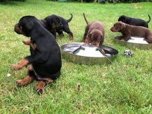 Dobermanni kutsikad
