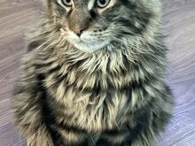 Maine Coon kassipoeg