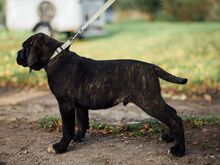 Cane Corso kutsikad