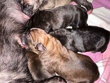 Cane Corso kutsikad