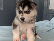 Siberi huskyt,