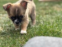 Ilus chihuahua tüdruk – Willow