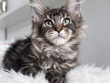 Maine Coon