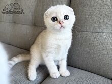 Scottish Fold poiss roheliste silmadega