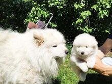 Samojeda kucēni