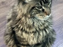 Maine Coon kassipoeg