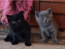 Котёнок скоттиш-страйт