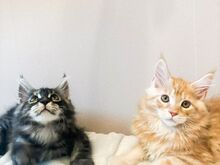 Maine coon