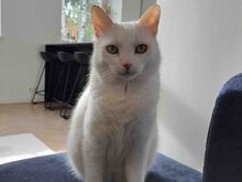 Котёнок Сипсик