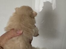 Pomeraniani kutsikas